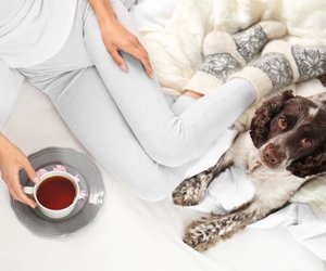 Kamillentee für den Hund: Gesund oder nicht? 