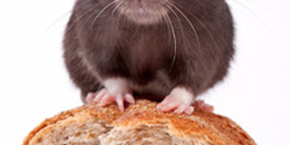 Chinesisches Sternzeichen Ratte Chinesisches Sternzeichen Ratte