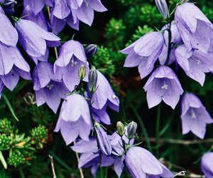Ist die Glockenblume giftig? Wir erklären es dir