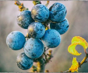 Wie giftig sind Schlehen wirklich? 