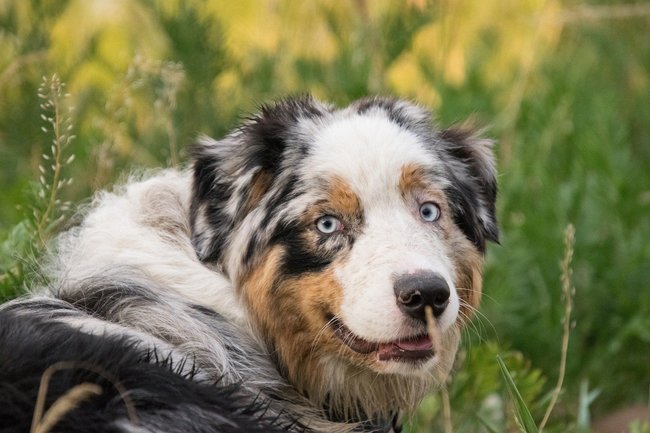 Australian Shepherd Australian Shepherd