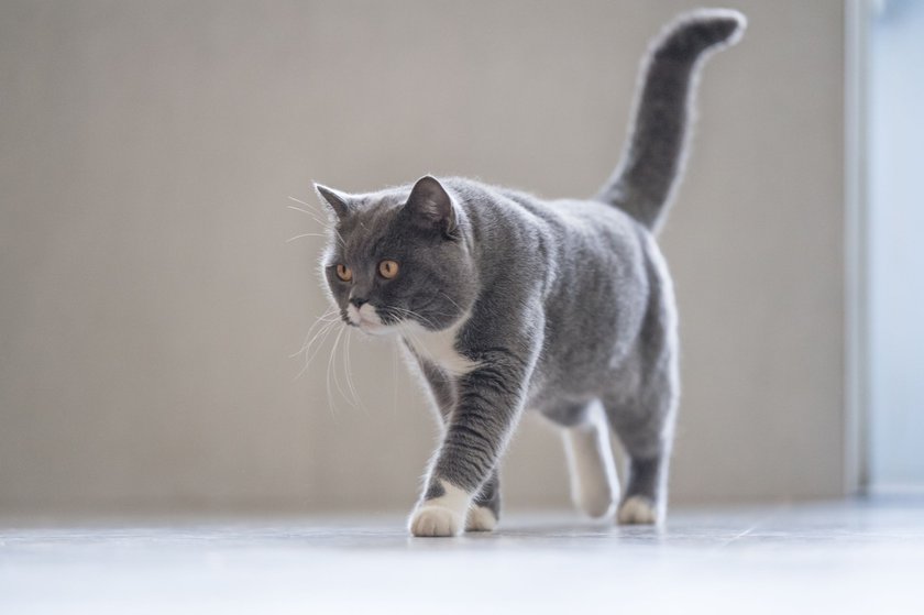 Graue britische Katze Graue britische Katze