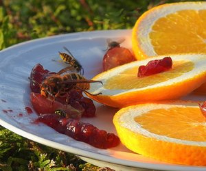 Für Kinder: Was ist der Unterschied zwischen Biene und Wespe?