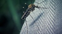Wie lange leben Mücken und was ist ihre liebste Blutgruppe?