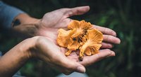 4 praktische Gadgets zum Pilzesammeln: Starte vorbereitet in die Pilzsaison