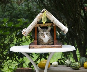 Ist Vogelfutter für Katzen giftig? Diese Fakten musst du als Haustierbesitzer kennen!