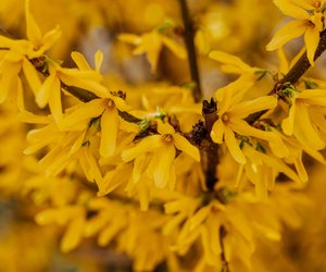 Wann blühen Forsythien? Kurz erklärt