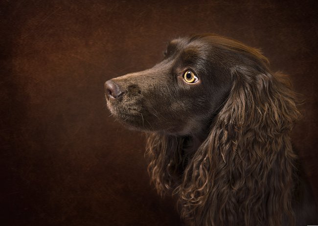 dunkelbrauner American Water Spaniel vor braunem Hintergrund dunkelbrauner American Water Spaniel vor braunem Hintergrund