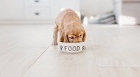Dürfen Hunde Datteln essen? Worauf du dabei achten solltest