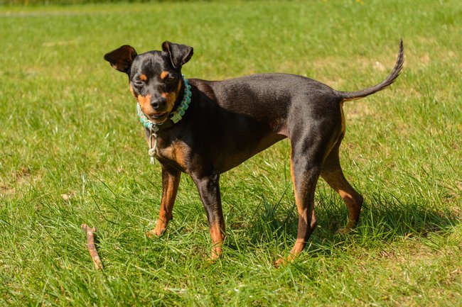 Zwergpinscher Zwergpinscher