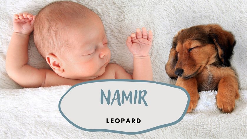 #5 Vornamen nach Tieren: Namir