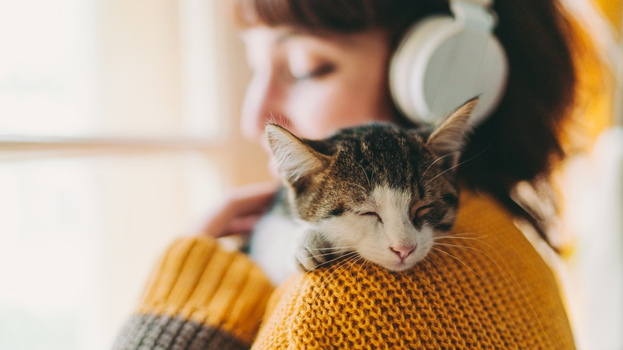 Cute cat sleeping on owner’s shoulder Cute cat sleeping on owner’s shoulder