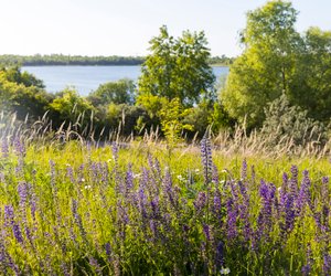 Wann blüht Salbei und was solltest du beachten?