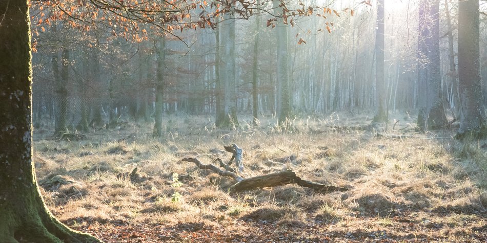 Keltisches Baumhoroskop: Was verrät dein Baum über dich? Keltisches Baumhoroskop: Was verrät dein Baum über dich?