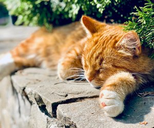 Für Pfotenfreunde: Wie lange schlafen Katzen?