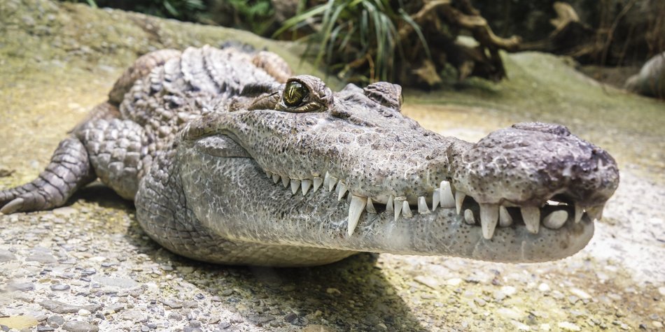 Alligator vs. Krokodil: Sind diese Reptilien alle gleich? Alligator vs. Krokodil: Sind diese Reptilien alle gleich?