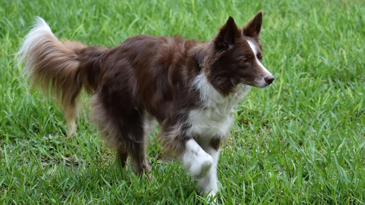 Langhaarige Hunderassen wie der Collie können mehrere Tausend Haare pro Quadratzentimeter besitzen. Langhaarige Hunderassen wie der Collie können mehrere Tausend Haare pro Quadratzentimeter besitzen.