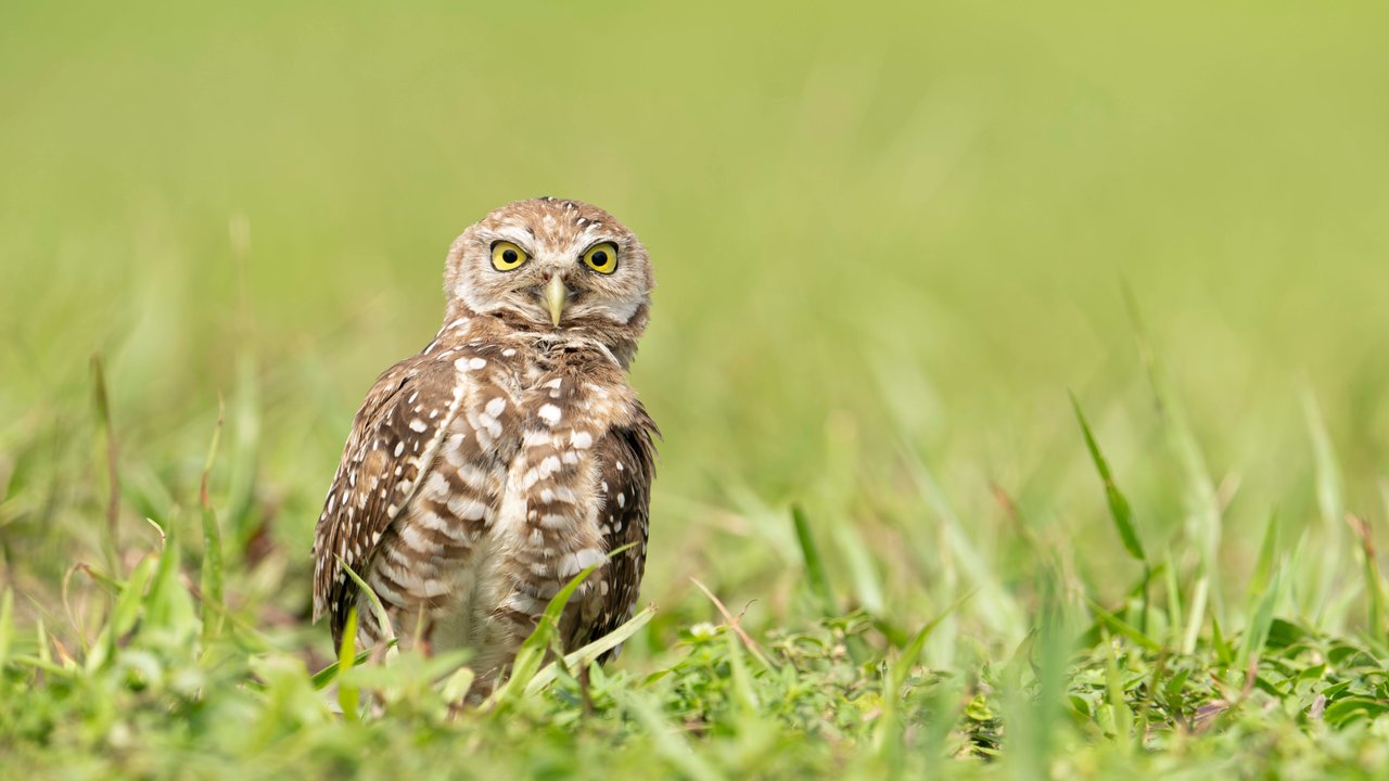 Die Lebenserwartung der spannenden Tiere hängt davon ab, ob sie wild oder gefangen leben. Die Lebenserwartung der spannenden Tiere hängt davon ab, ob sie wild oder gefangen leben.