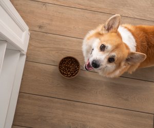 Für ältere Feinschmecker: Dieses Hundefutter ist unter Hundesenioren sehr beliebt