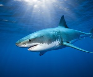 Du weißt alles über Haie? Diese 5 Fakten bestimmt noch nicht!