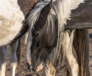 6 sanftmütige Pferderassen, die du unbedingt kennenlernen solltest