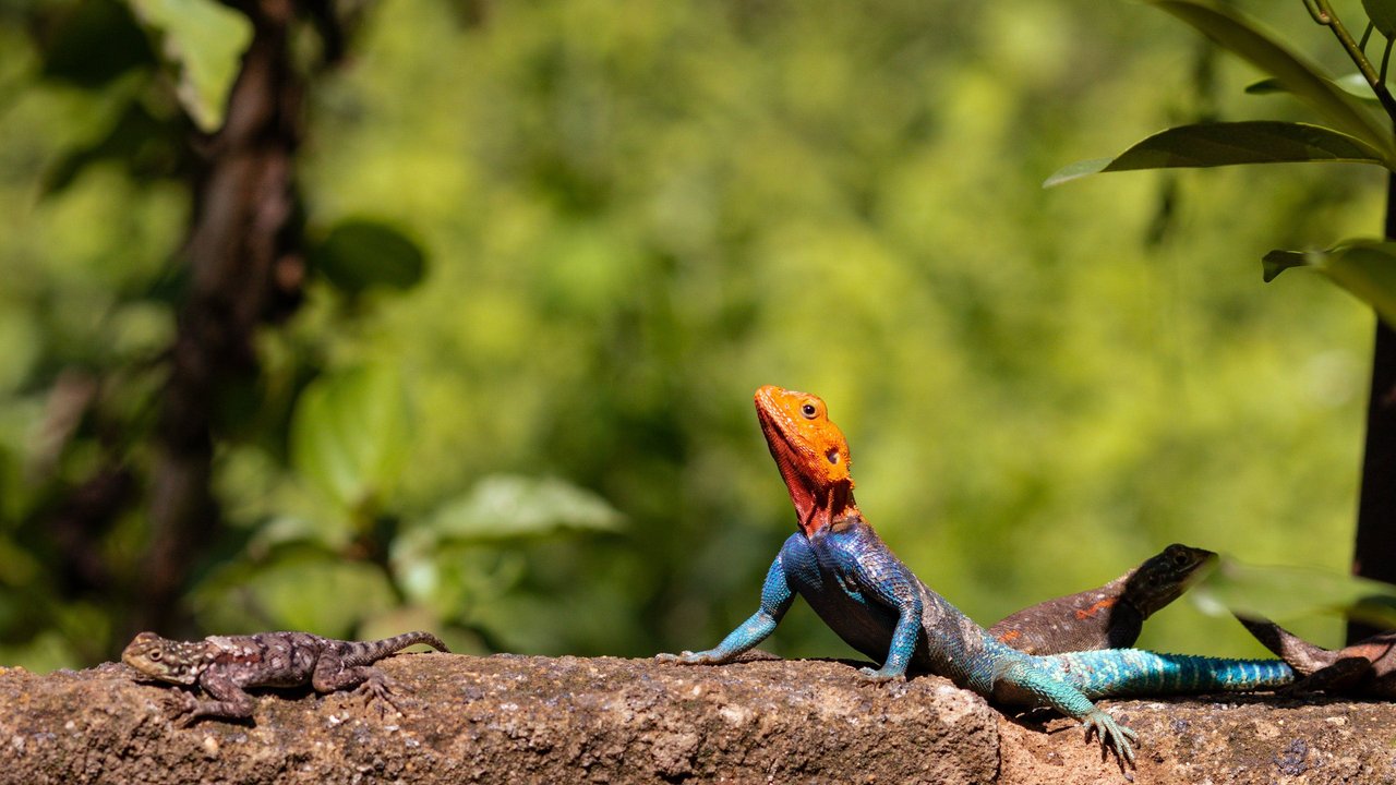 Es gibt viele verschiedene Arten von Geckos – und manche werden älter als andere. Es gibt viele verschiedene Arten von Geckos – und manche werden älter als andere.