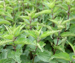 Warum brennt die Brennnessel? Für Kinder erklärt