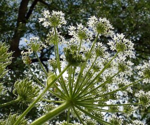 Ist Bärenklau giftig? Sei auf der Hut
