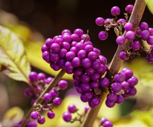 Liebesperlenstrauch: Ist er giftig? Wir haben es herausgefunden