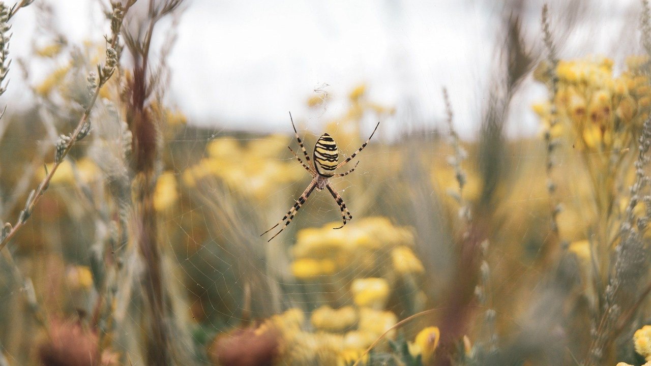 Joro-Spinne lauert im Netz auf Beute. Joro-Spinne lauert im Netz auf Beute.
