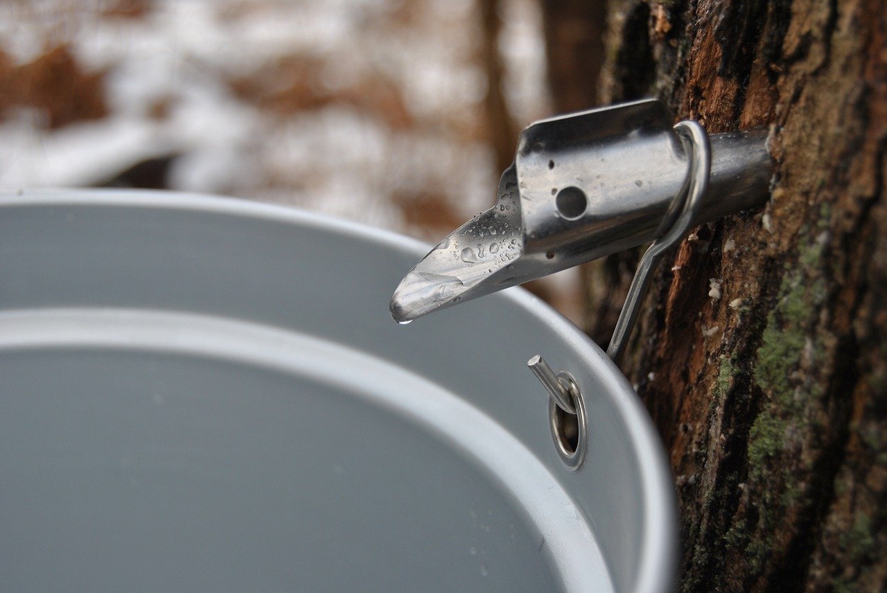 Der Baumsaft tropft direkt in den Eimer. Der Baumsaft tropft direkt in den Eimer.