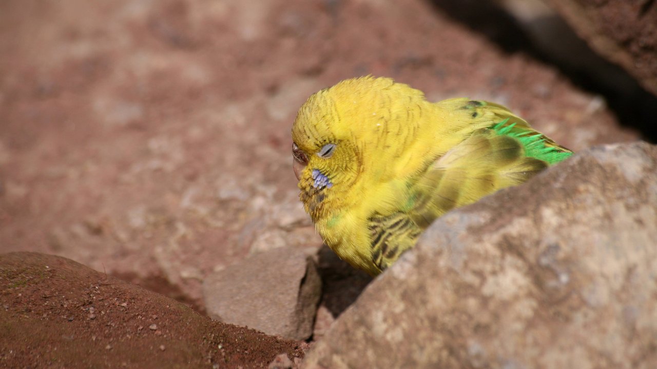 Ein schlafender Wellensittich Ein schlafender Wellensittich