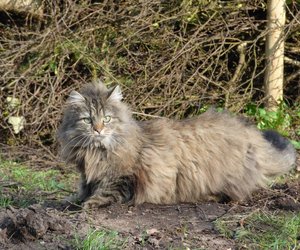 Maine Coon oder Norwegische Waldkatze: Was sind die Unterschiede?