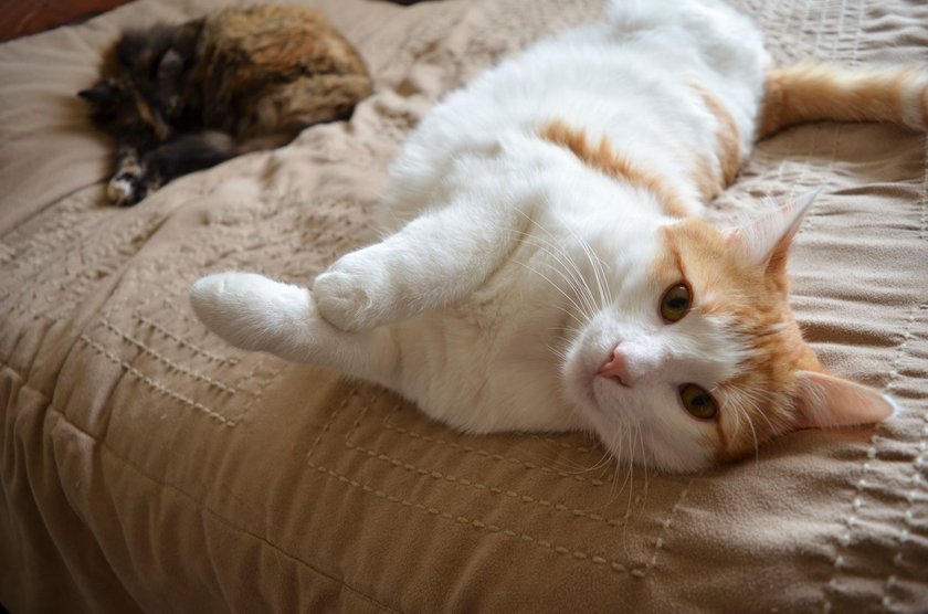 Junge Katze rollt sich auf dem Boden hin und her Junge Katze rollt sich auf dem Boden hin und her