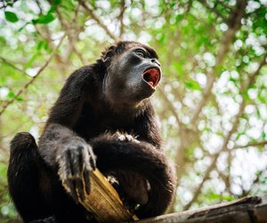 Diese 7 Tiere haben den lautesten „Ruf“ im Tierreich (gemessen in Dezibel)