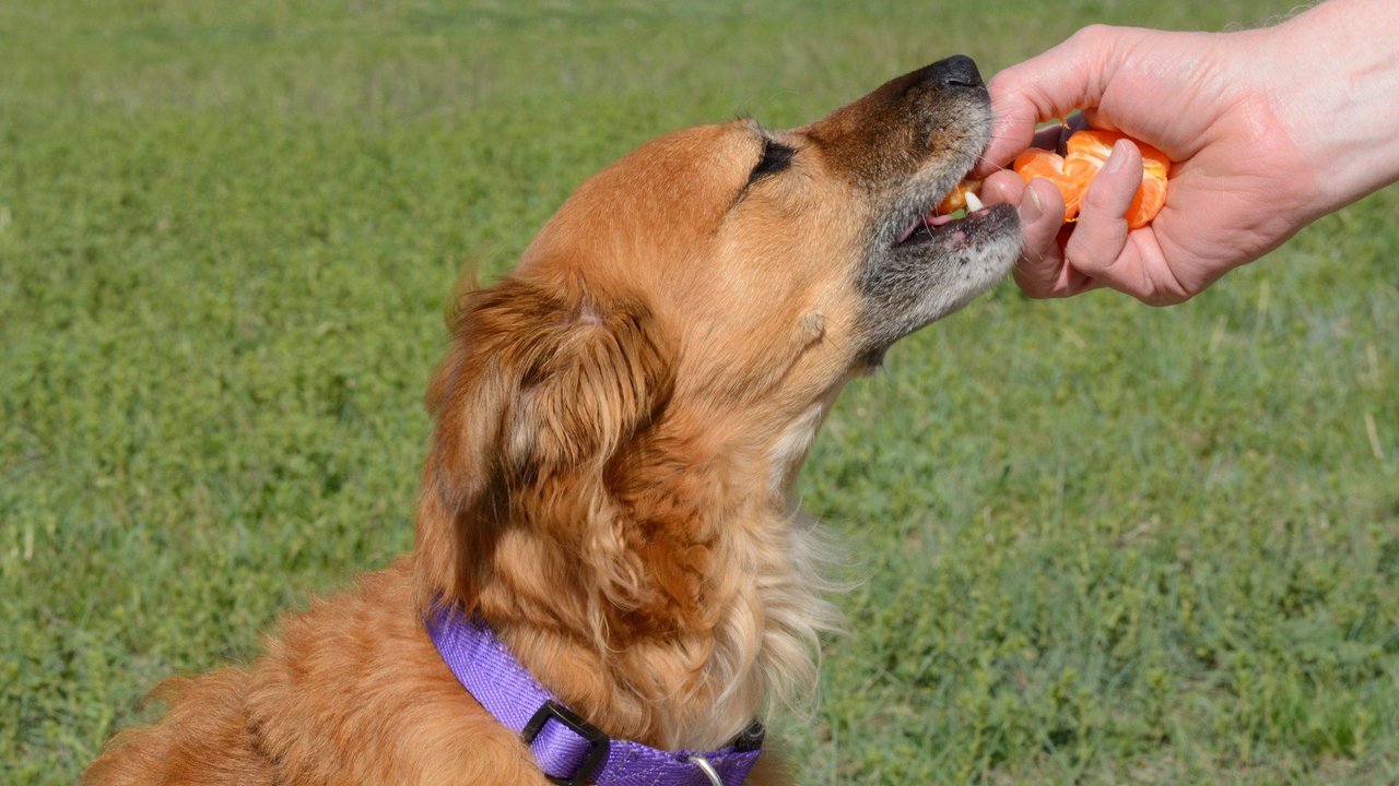 Viele Hunde mögen den Geschmack von Mandarinen. Viele Hunde mögen den Geschmack von Mandarinen.
