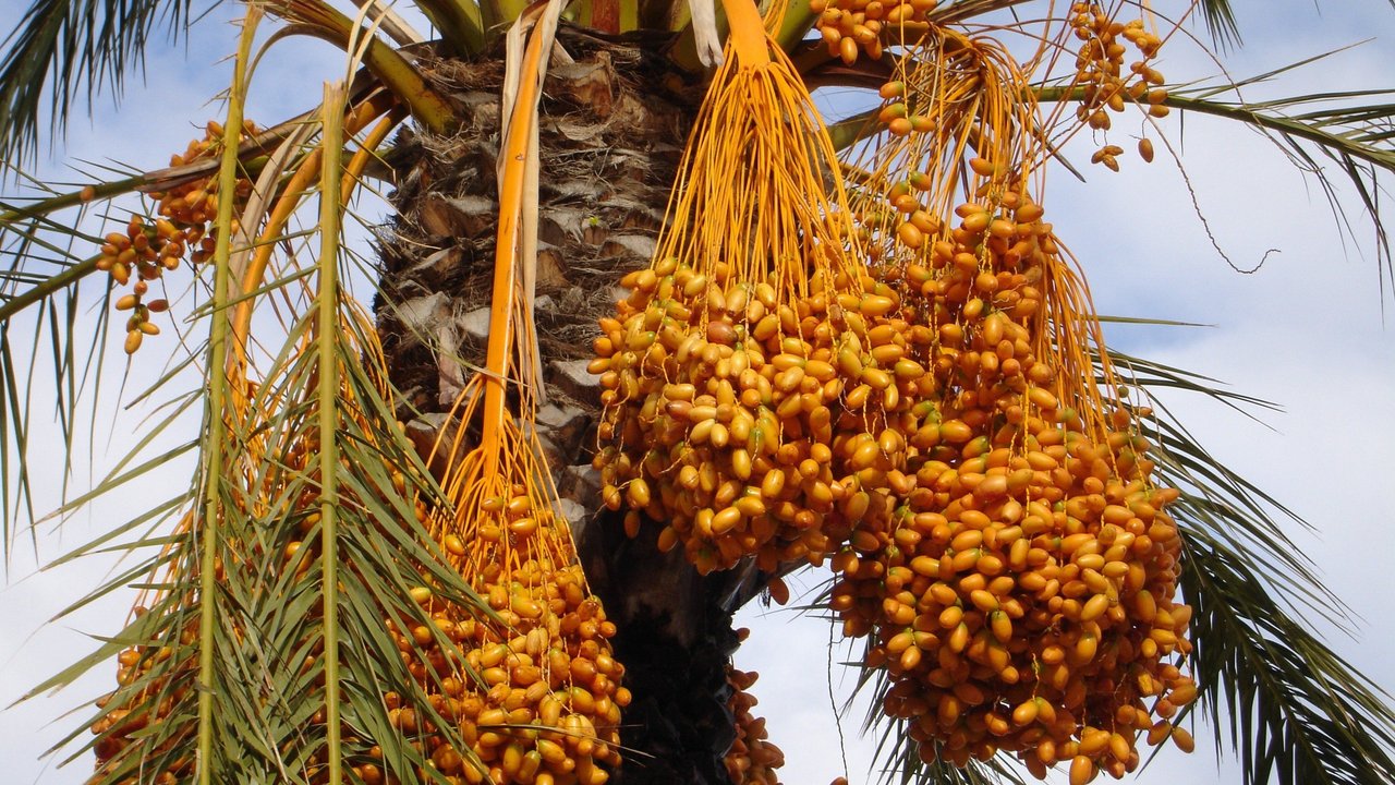 Dattelpalmen benötigen viel Sonne, Wärme und Wasser, damit sie reiche Ernte schenken. Dattelpalmen benötigen viel Sonne, Wärme und Wasser, damit sie reiche Ernte schenken.