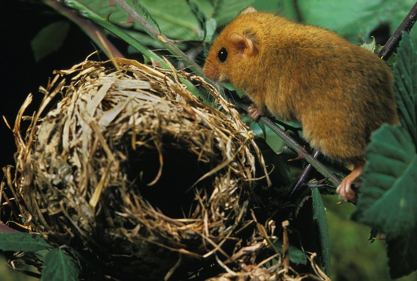 Die Haselmaus baut mehrere Nester pro Jahr. Die Haselmaus baut mehrere Nester pro Jahr.