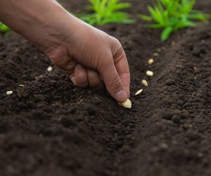 Starte deine Gartensaison: Welches Gemüse du im März unbedingt säen solltest