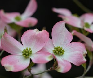 Harmlos oder nicht: Ist der Hartriegel giftig? 