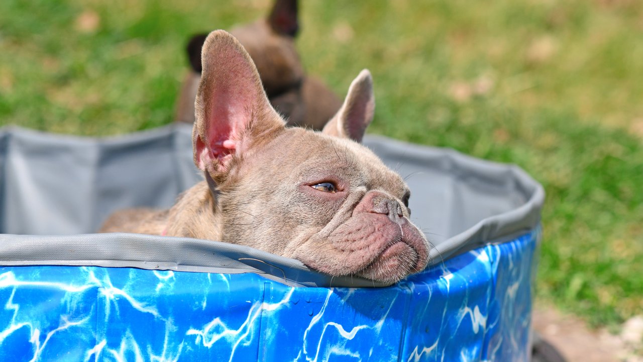 Hundepool - Hund relaxt in Pool