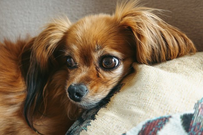 Papillon auf dem Sofa