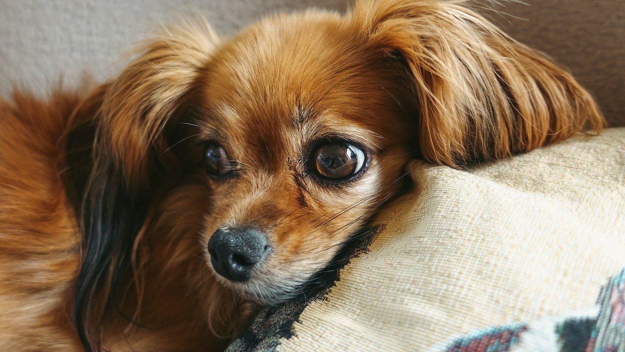 Papillon auf dem Sofa