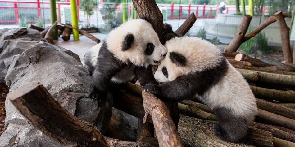 Pit und Paule: Panda-Babys ab heute im Zoo Berlin zu sehen Pit und Paule: Panda-Babys ab heute im Zoo Berlin zu sehen