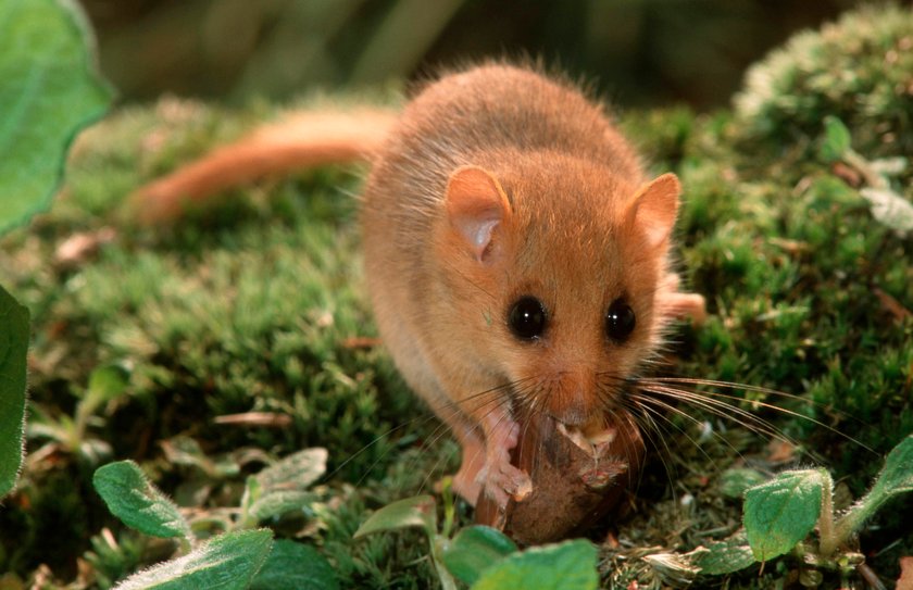 Die Haselmaus gehört zu den Bilchen. Die Haselmaus gehört zu den Bilchen.