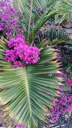 Bunte Pflanzenwelt Bunte Pflanzenwelt