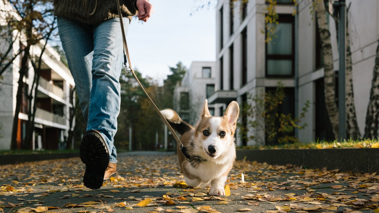 Nasses Herbstlaub: Person läuft mit Hund auf Gehweg Nasses Herbstlaub: Person läuft mit Hund auf Gehweg