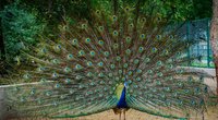 Pfau als Haustier: Ist eine Haltung erlaubt?