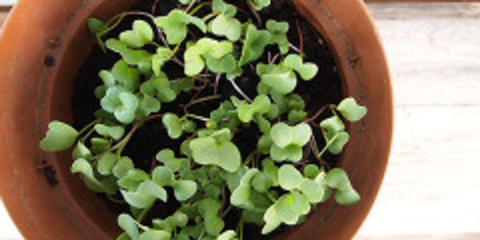 Gartenarbeit im Mai: Tipps für Kinder & Eltern Gartenarbeit im Mai: Tipps für Kinder & Eltern