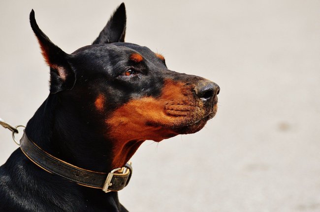 Dobermann Dobermann